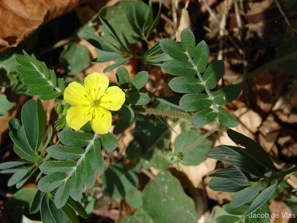 Tribulus terrestris L.